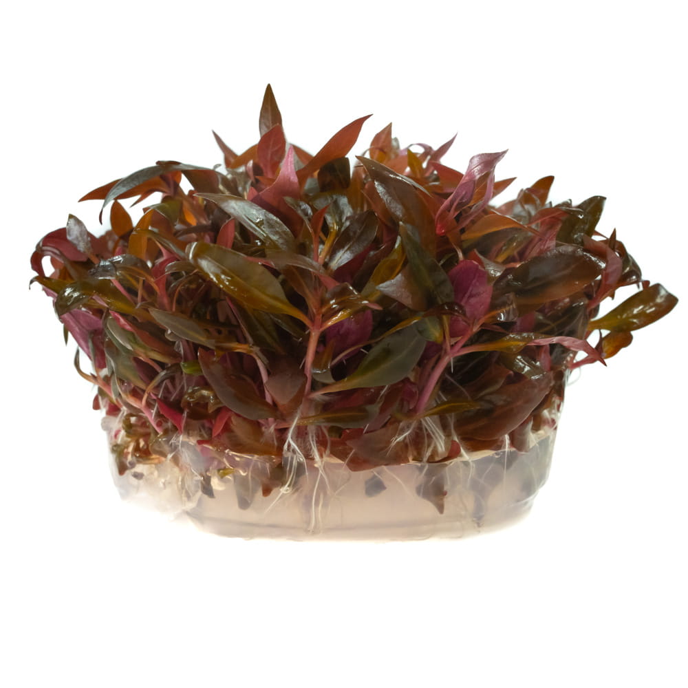 Alternanthera reineckii RED mini 10 cm kubek